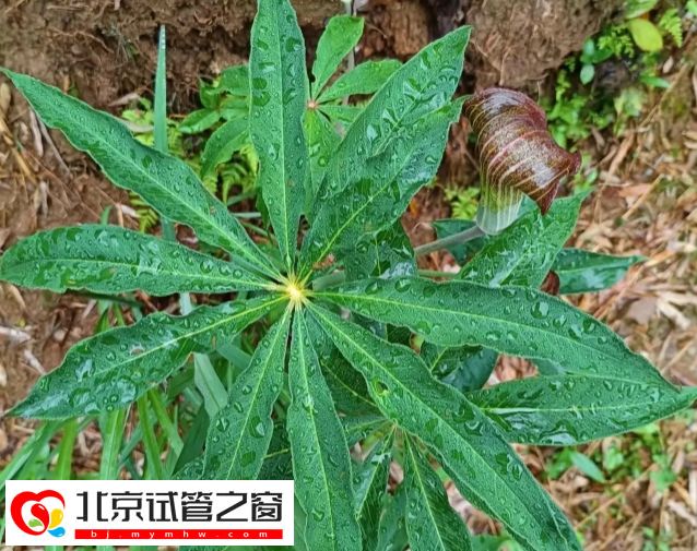 生天南星对孕妇有没有影响-生天南星对孕妇的副作用(图1)